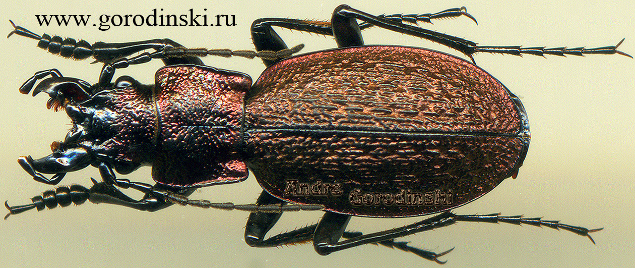 http://www.gorodinski.ru/carabus/Rhigocarabus itzingeri tanakai.jpg